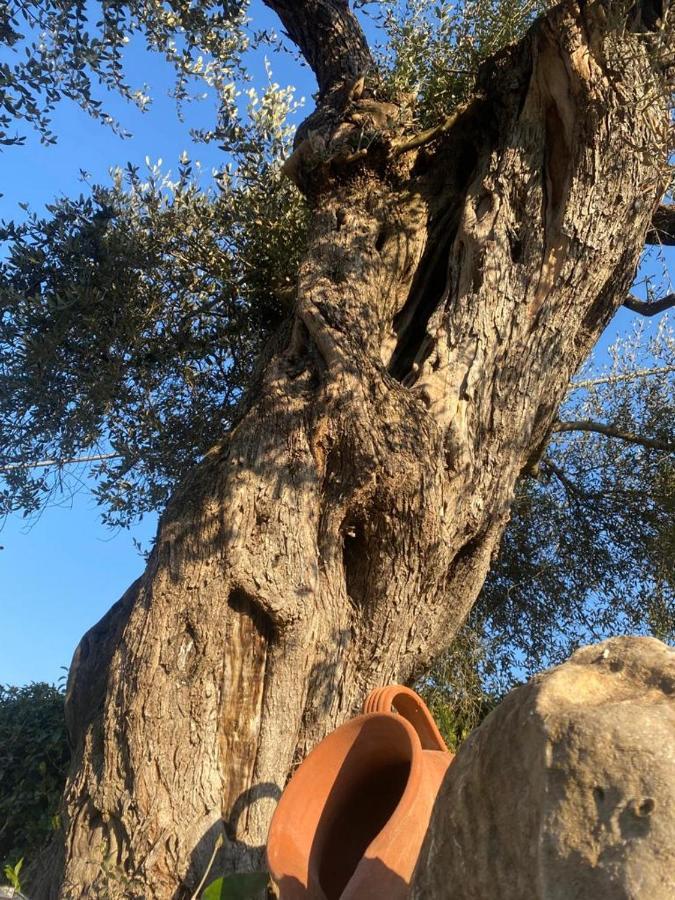 הוילה Palombara Sabina Residenza Nosy Be מראה חיצוני תמונה